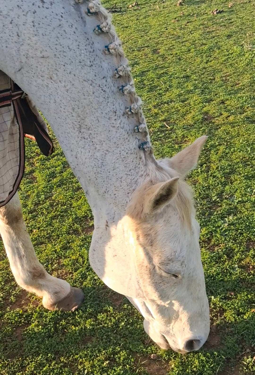 Equine Braiding & Show Preparation Services