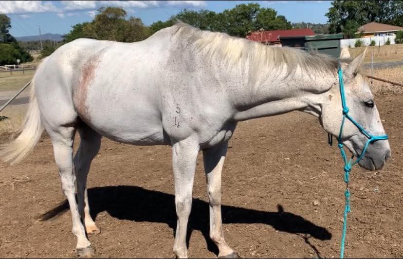 Equine Clipping Services