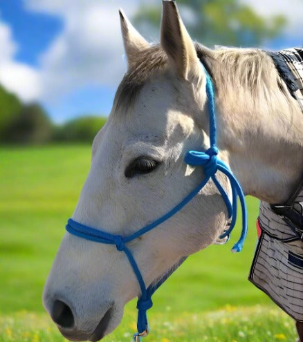 Grey horse in a blue Halter And Lead Set For Horses by L'Equino Essentials