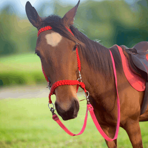 Bay Horse wearing Bridles And Accessories For All Horses by L'Equino Essentials