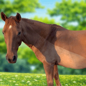 Chestnut horse with fresh trace clip done by L'Equino Essentials