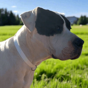 Great Dane puppy wearing white collar made by L'Equino Essentials