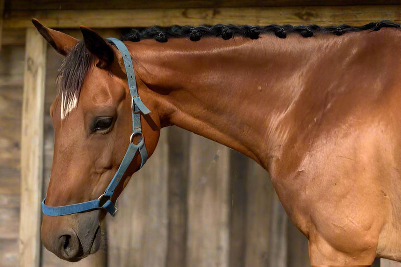 L'Equino Essentials Equine Braiding Service completed rosette braids on a bay thoroughbred 