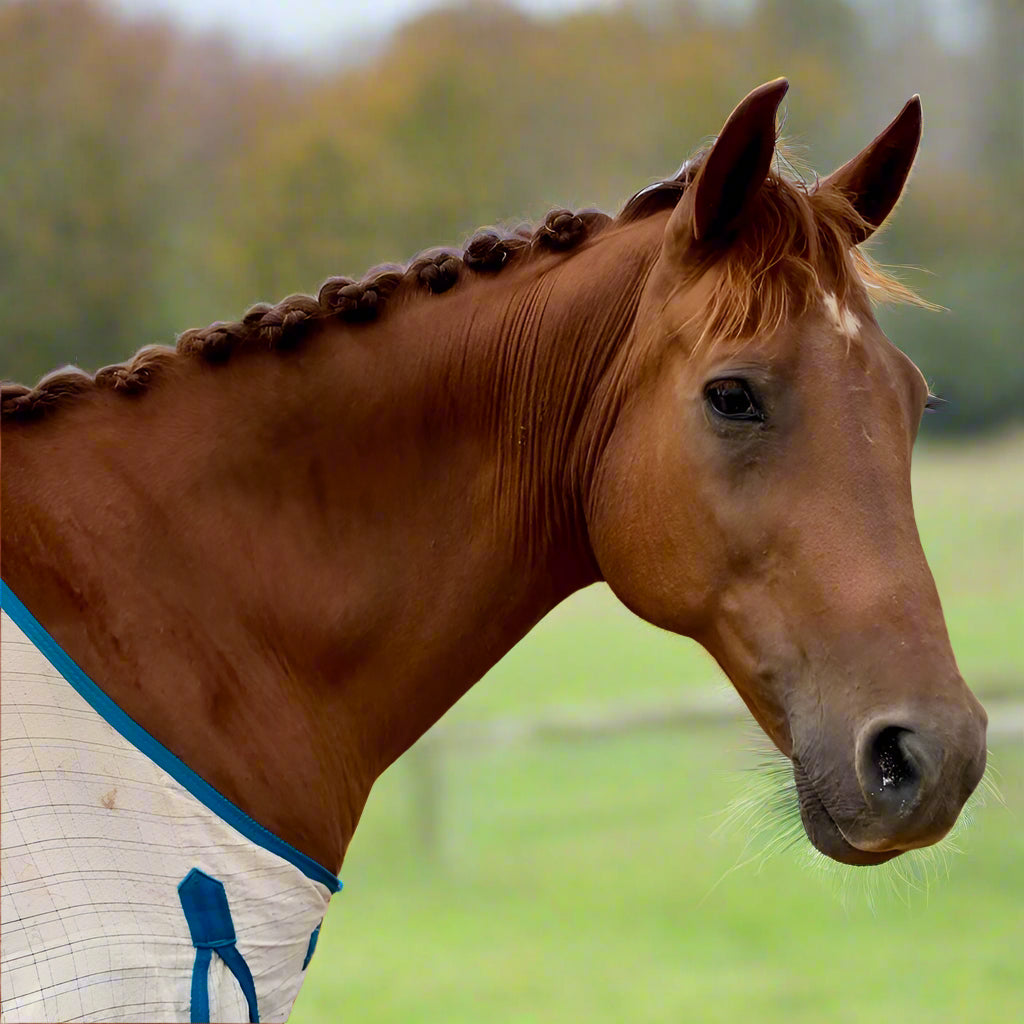 Chestnut horse with rosette braided mane