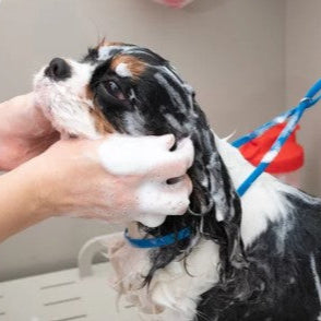 Soapy dog being washed with L'Equino Essentials Dog Shampoo