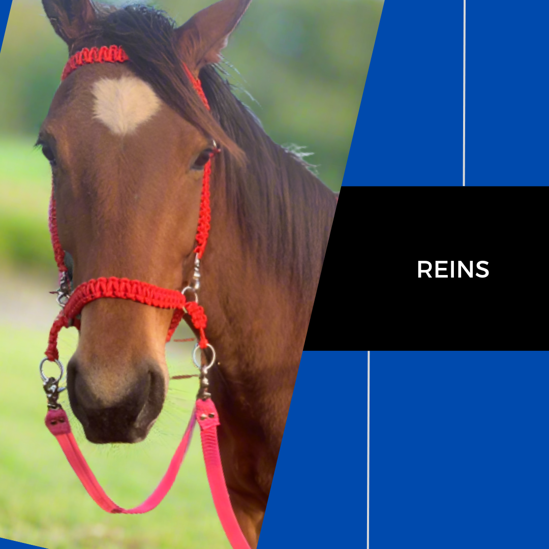 Bay horse wearing pink reins