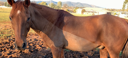Equine Clipping Services