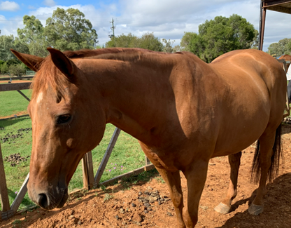 Equine Clipping Services