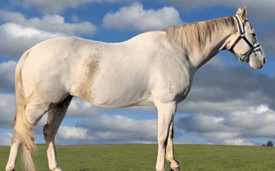 Shiny grey horse with a sleek coat, glistening under sunlight post-premium coat conditioner treatment