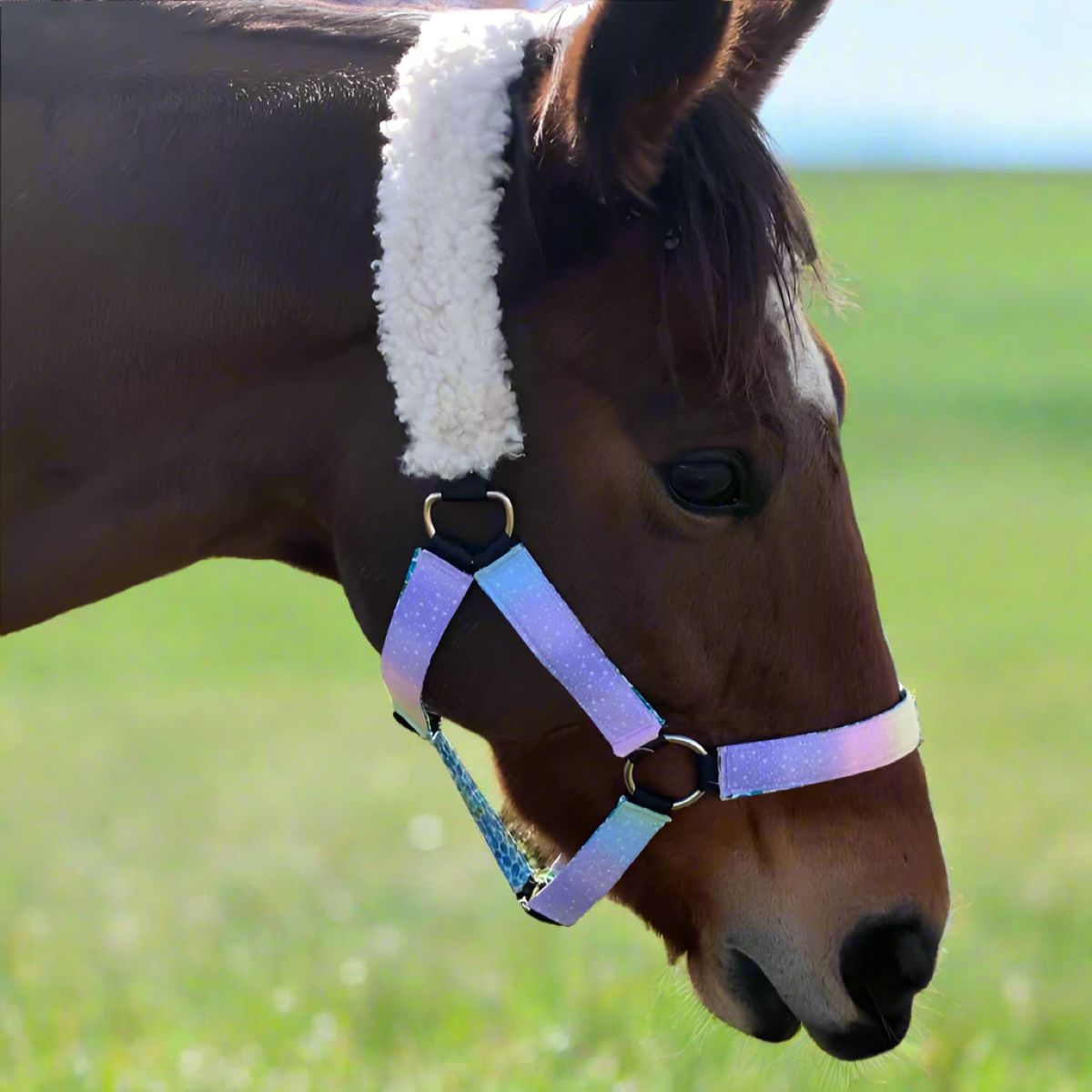 Horse wearing a cotton halter in a grassy field