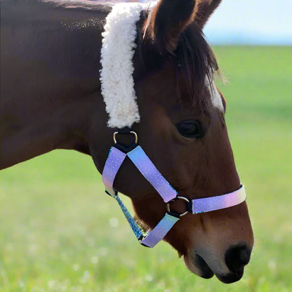 Horse wearing a cotton halter in a grassy field