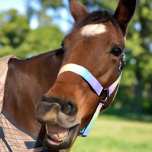 Horse with a rainbow cotton halter made by L'Equino Essentials in a natural setting