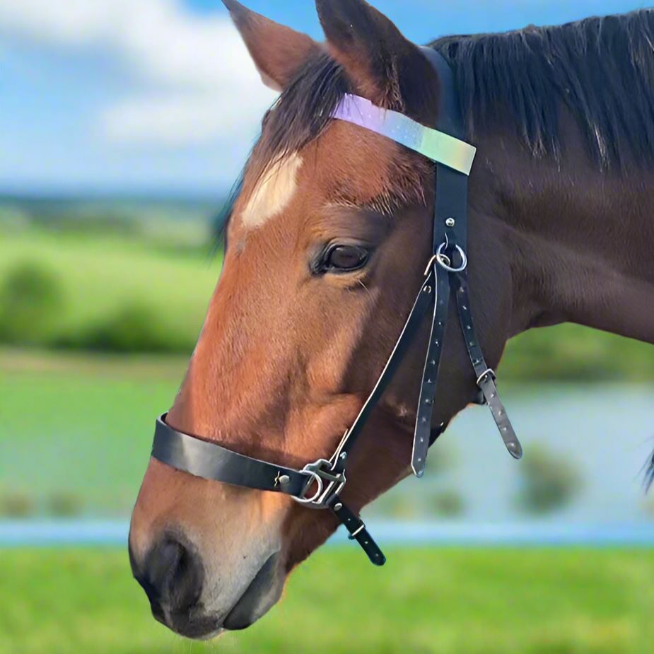Horse with a rainbow cotton browband in a field with green grass and blue sky