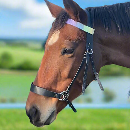 Horse with a rainbow cotton browband in a field with green grass and blue sky