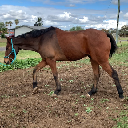 Custom horse clip on a bay horse 