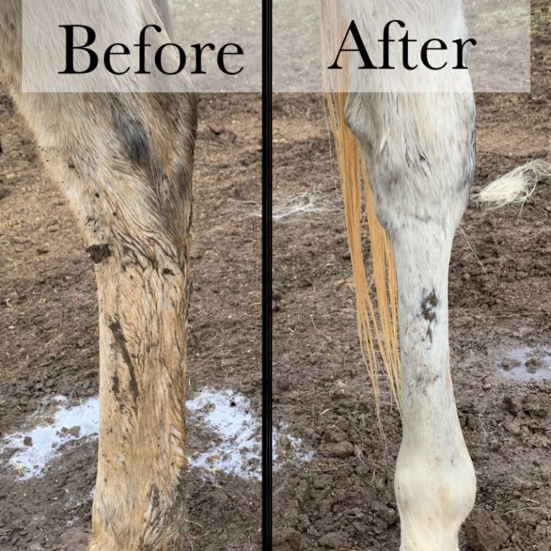 Before and after comparison of a horse's leg on a dirt ground.