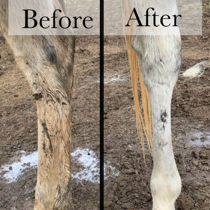 Before and after comparison of a horse's leg on a dirt ground.
