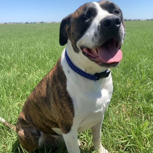 Dog with a blue collar sitting in a grassy field
