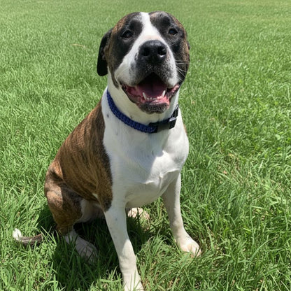 Dog with a blue collar sitting on green grass