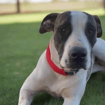 Brindle puppy wearing red PVC dog collar in a grassy field