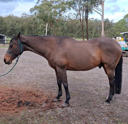 A brown horse standing in profile on a gravel paddock with trees and equestrian equipment in the background after a full clip and mane hogging by L'Equino Essentials in Newcastle NSW