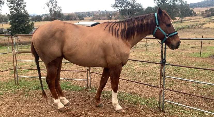 Brown horse standing in a fenced area with trees and fields in the background after partial clip from L'Equino Essentials in Manilla NSW