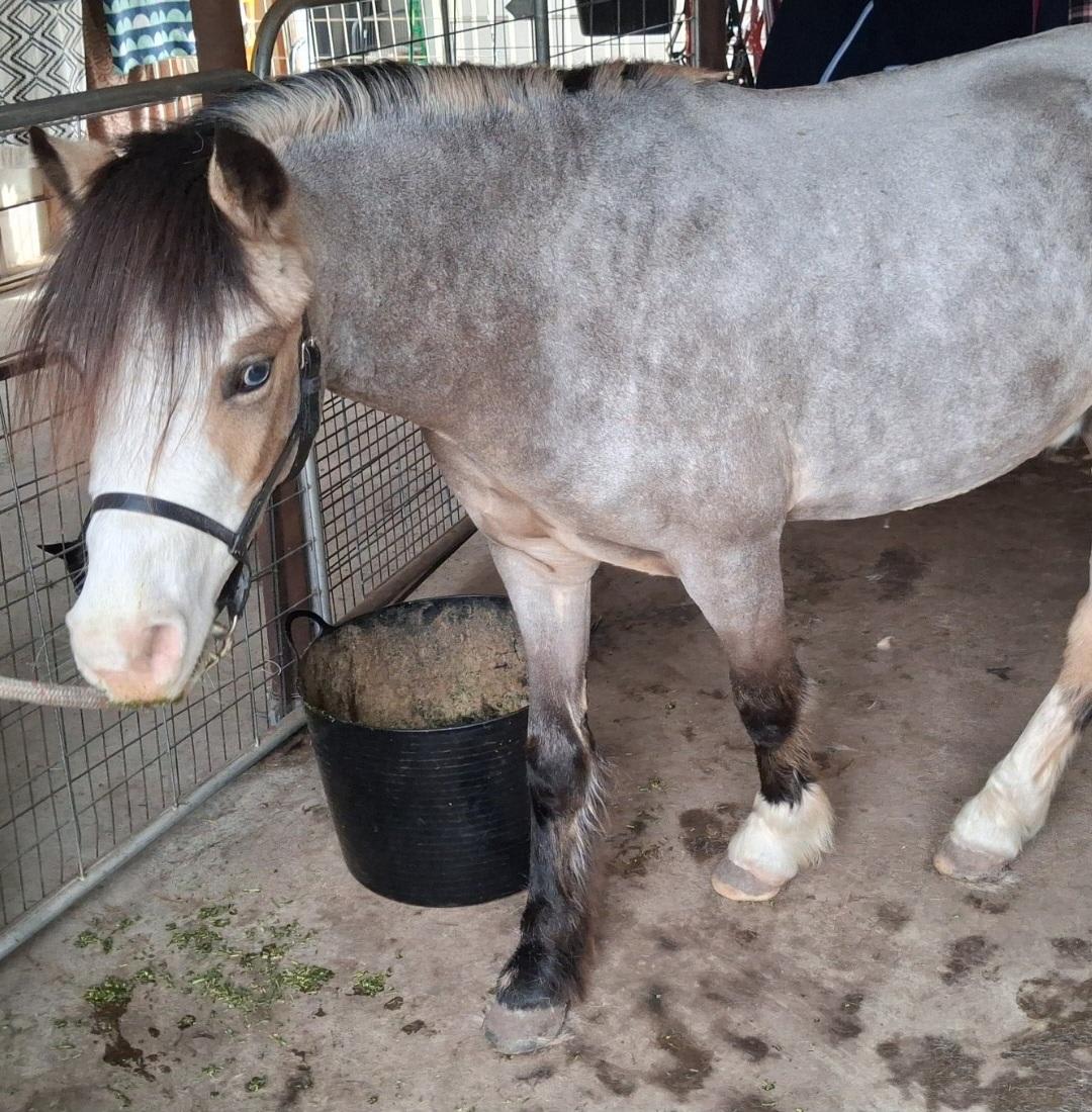 A buckskin horse with a white face and dark mane standing in a stable next to a wire fence and a black bucket of feed with a full clip and blended face and legs done by L'Equino Essentials in Inverell NSW