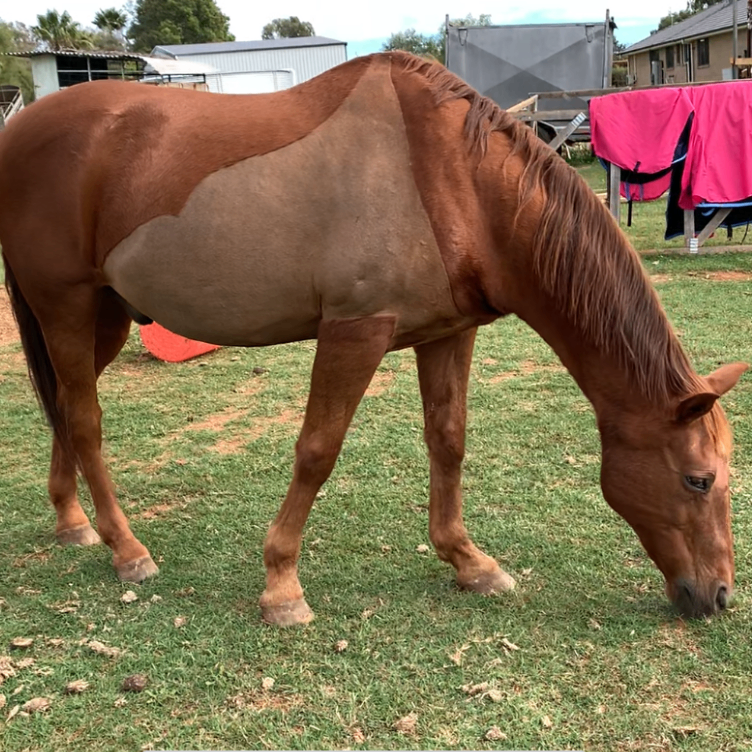 A brown horse grazing on grass in an outdoor paddock with buildings and a pink blanket visible in the background. Horse has just been given a custom partial clip by L'Equino Essentials
