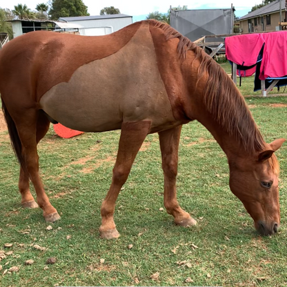 Chestnut horse after a clipping service from L'Equino Essentials with a custom clip design