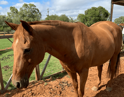 A chestnut horse standing in an outdoor paddock with dirt ground, green grass, trees, and a cloudy sky in the background after a full clip by L'Equino Essentials