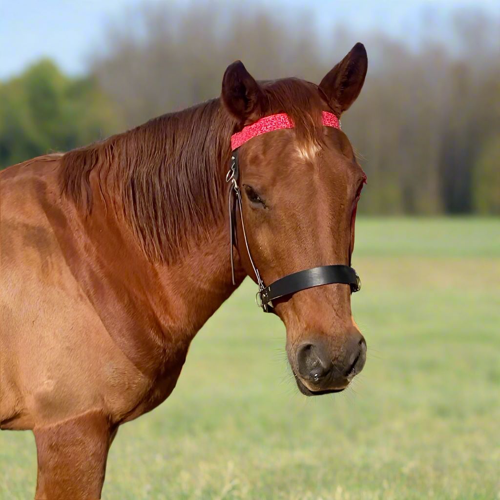 Brown horse with a red browband standing in a field