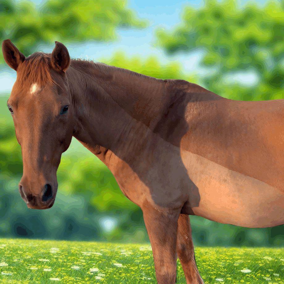 A brown horse standing in a grassy field with a blurred green background and blue sky after a partial clip from L'Equino Essentials.