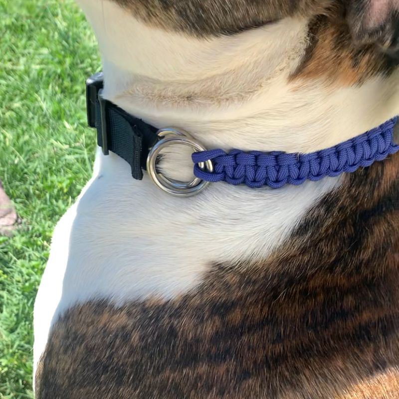 Dog wearing a blue collar, on a grassy background.