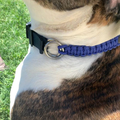 Dog wearing a blue collar, on a grassy background.