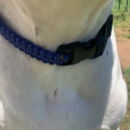 Close-up of a dog wearing a blue paracord dog collar with a black buckle.