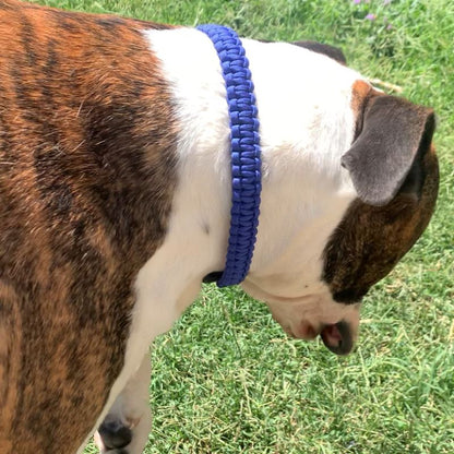 Dog wearing a blue collar on a grassy background