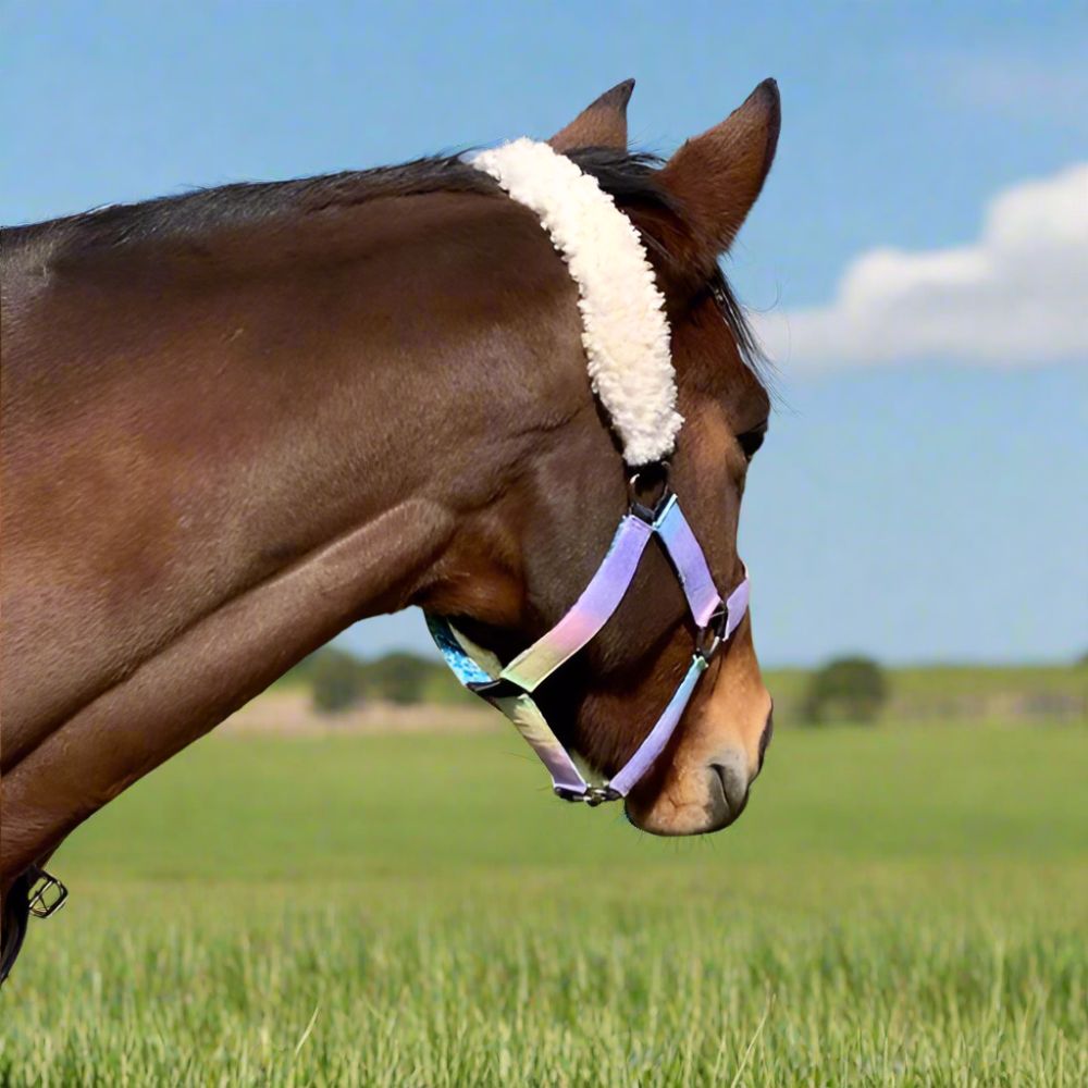 Brown horse wearing a colorful cotton halter in a green field with blue sky