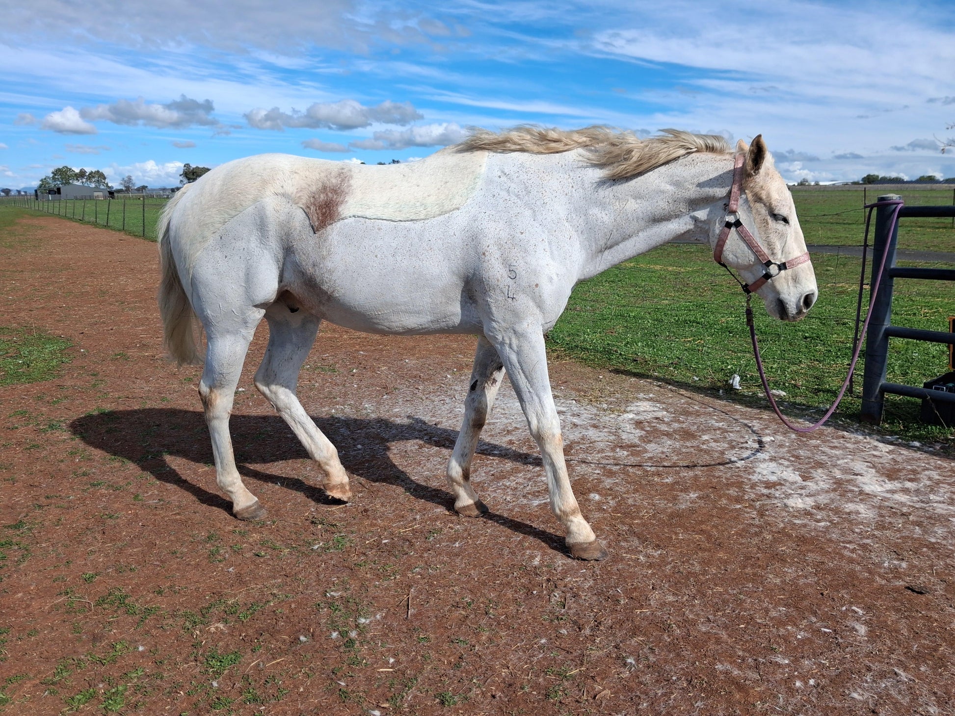 A white horse walking on a dirt paddock path next to a green field under a blue sky with clouds after a custom partial clip by L'Equino Essentials in Tamworth NSW