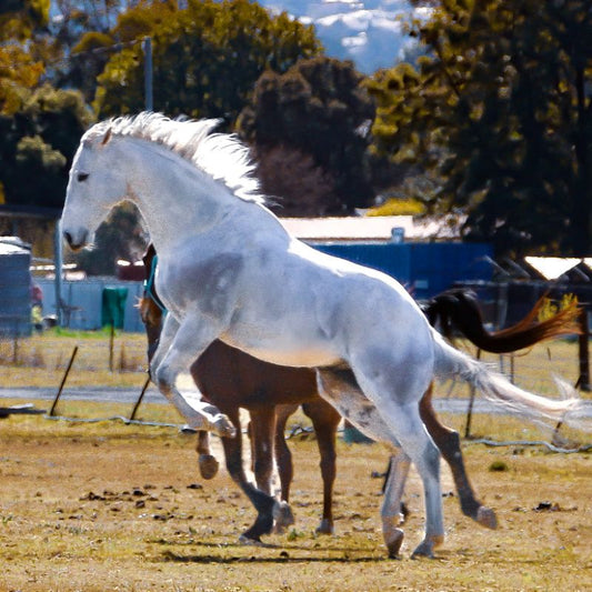 White horse running in a field with trees and buildings in the background