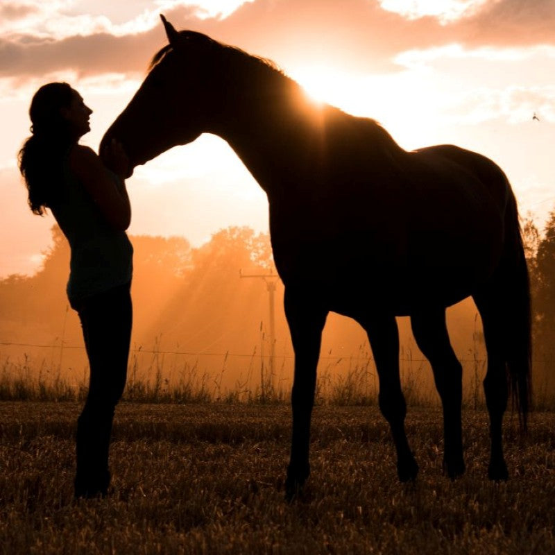 Horse and woman silhouette in the sunrise