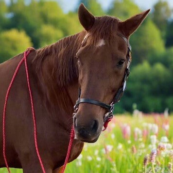 Leather Side Pull Bridle