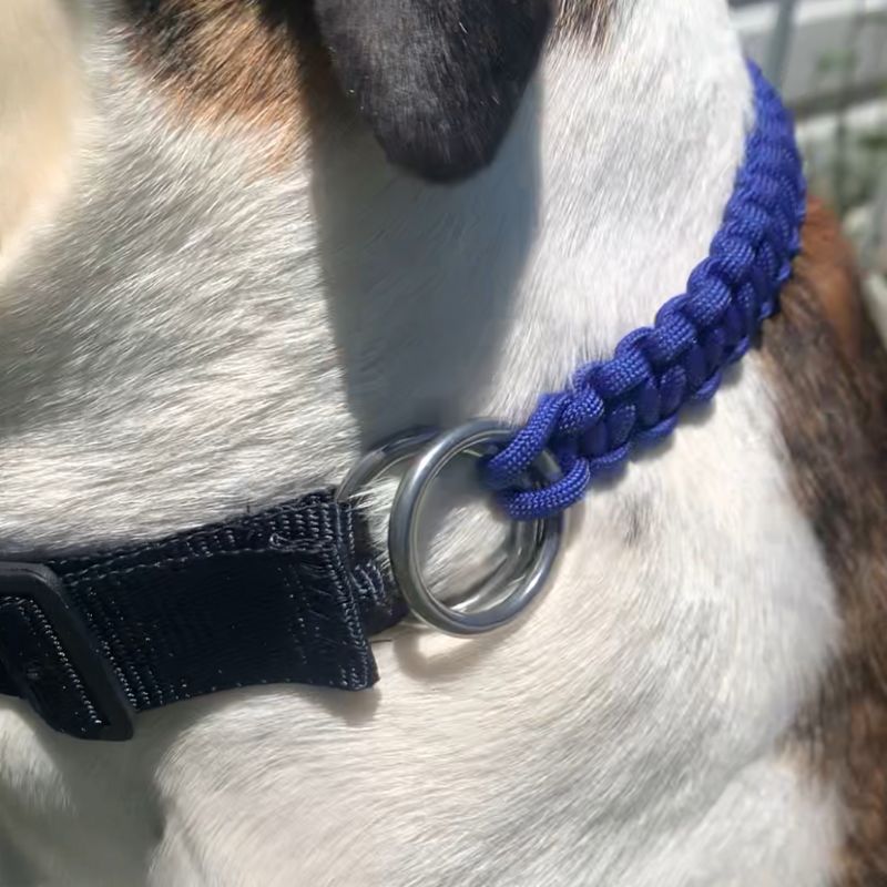 Close-up of a dog wearing a blue collar with a metal ring on a blurred background