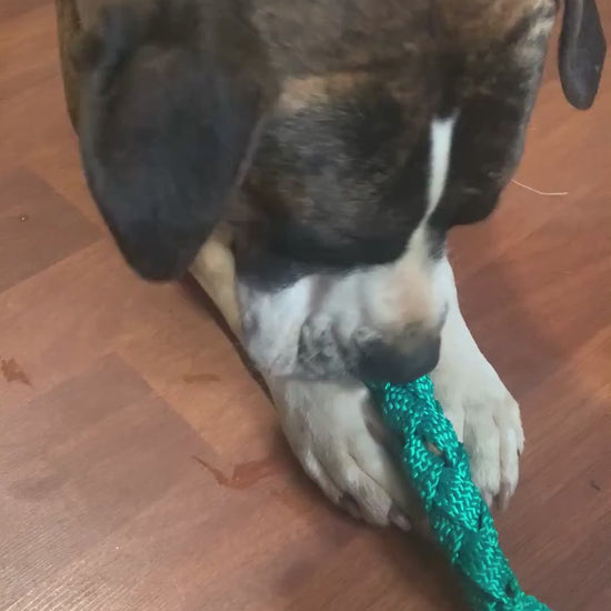 Brindle dog with braided webbing toy