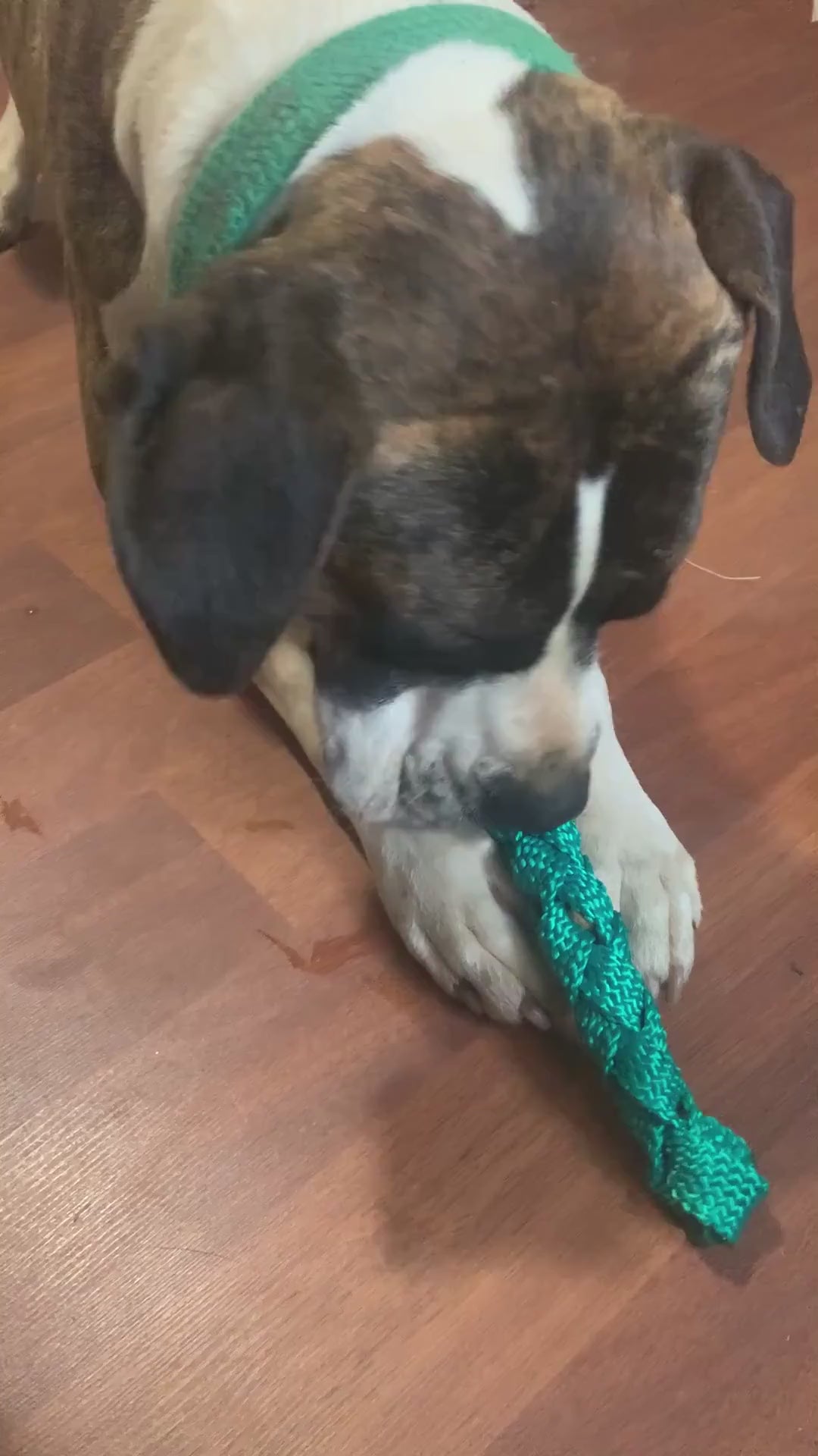 Brindle dog with braided webbing toy
