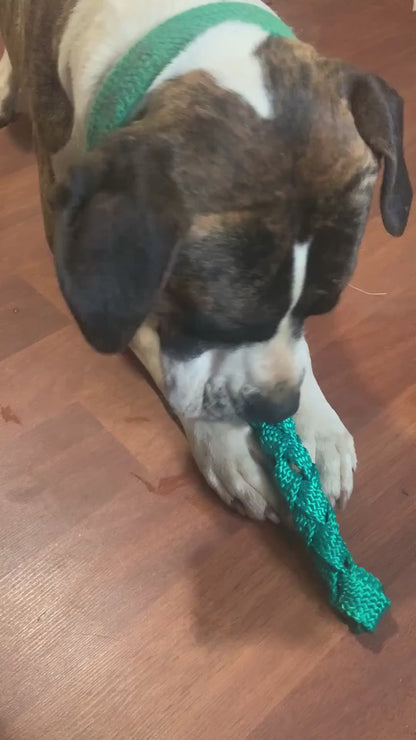 Brindle dog with braided webbing toy