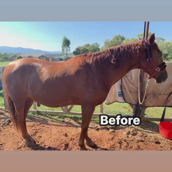 Before vs. After: A video comparison showing a horse's transformation from untidy mane and tail to professionally groomed, highlighting the dramatic improvement in appearance and care after Equine Clipping Services from L'Equino Essentials.