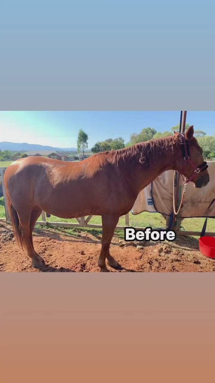 Before vs. After: A video comparison showing a horse's transformation from untidy mane and tail to professionally groomed, highlighting the dramatic improvement in appearance and care after Equine Clipping Services from L'Equino Essentials.