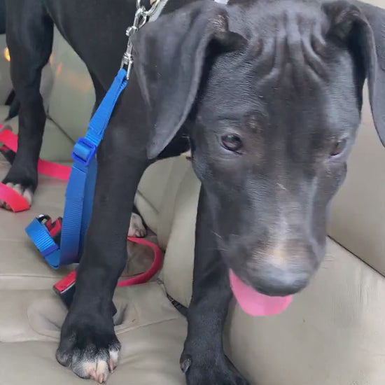 Black puppy wearing blue dog car seatbelt