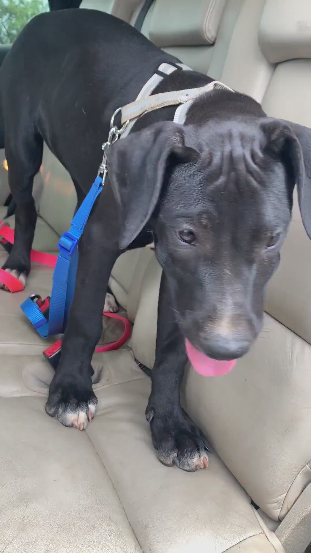 Black puppy wearing blue dog car seatbelt