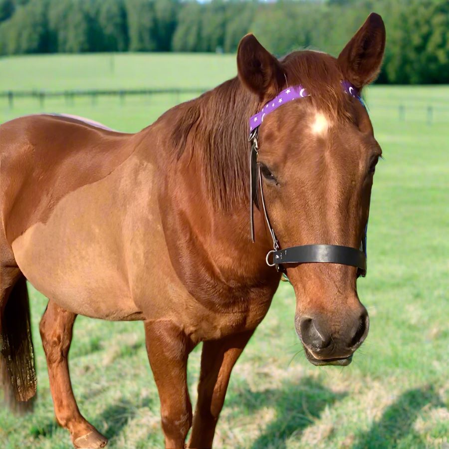 Brown horse with a purple cotton browband in a grassy field